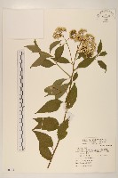 小舌菊、蔓綿菜藏品圖，第1張