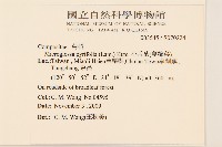 小舌菊、蔓綿菜藏品圖，第2張