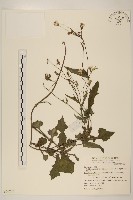 紫背草藏品圖，第1張