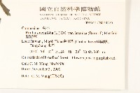 紫背草藏品圖，第2張