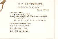 苦苣菜藏品圖，第2張