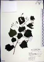 漢氏山葡萄藏品圖，第1張