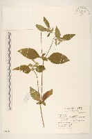 金腰箭藏品圖，第1張