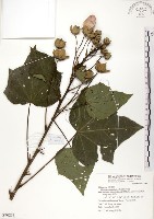 木芙蓉藏品圖，第1張