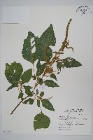 青莧藏品圖，第1張