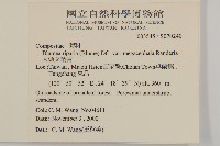 大頭艾納香藏品圖，第2張