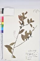 土密樹藏品圖，第1張