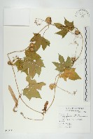 雙輪瓜藏品圖，第1張