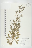 獨行菜藏品圖，第1張