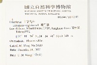 獨行菜藏品圖，第2張