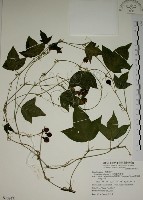 三角葉西番蓮藏品圖，第1張