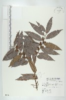 軟毛柿藏品圖，第1張