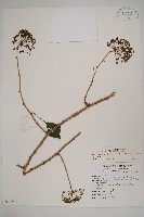 三葉五加藏品圖，第1張