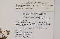 三葉五加藏品圖，第2張