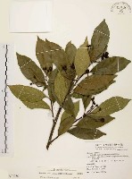 臺灣石楠藏品圖，第1張