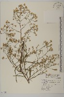 澤掃帚菊藏品圖，第1張