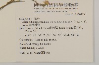 澤掃帚菊藏品圖，第2張