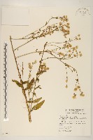 白頂飛蓬藏品圖，第1張