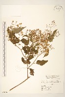 蔓黃菀藏品圖，第1張