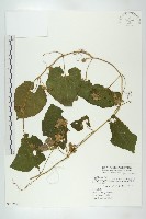 青牛膽藏品圖，第1張