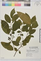 桶鉤藤藏品圖，第1張