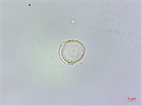 冷清草藏品圖，第3張