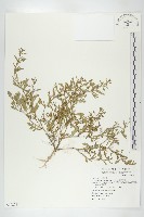廣東葶藶藏品圖，第1張