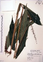 山月桃藏品圖，第1張