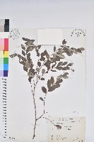 臺灣山漆莖藏品圖，第1張