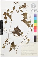 女萎藏品圖，第1張