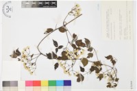 女萎藏品圖，第1張