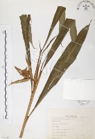 普萊氏月桃、短穗山姜藏品圖，第1張