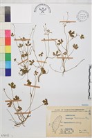 鹿場毛茛藏品圖，第1張