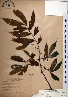 冷清草藏品圖，第1張