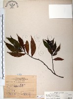 冷清草藏品圖，第1張