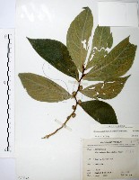 食用樓梯草藏品圖，第1張