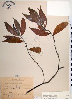 冷清草藏品圖，第1張