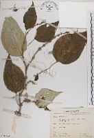 落尾麻藏品圖，第1張