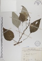 落尾麻藏品圖，第1張