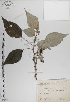 落尾麻藏品圖，第1張