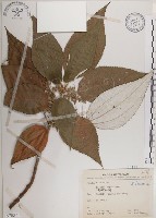 蘭嶼水絲麻藏品圖，第1張