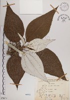 蘭嶼水絲麻藏品圖，第1張