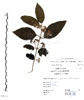 杜虹花，台灣紫珠藏品圖，第1張