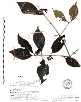 杜虹花，台灣紫珠藏品圖，第1張