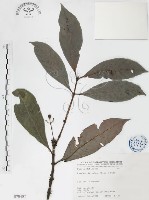 九節木、牛屎烏、青龍吐霧藏品圖，第1張