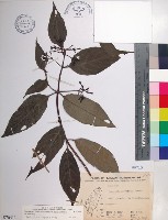 台北玉葉金花藏品圖，第1張