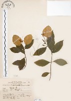 毛玉葉金花藏品圖，第1張