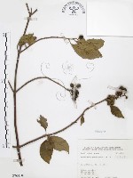 毛玉葉金花藏品圖，第1張