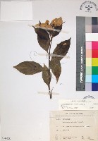 玉葉金花藏品圖，第1張