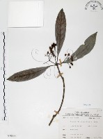 九節木、牛屎烏、青龍吐霧藏品圖，第1張